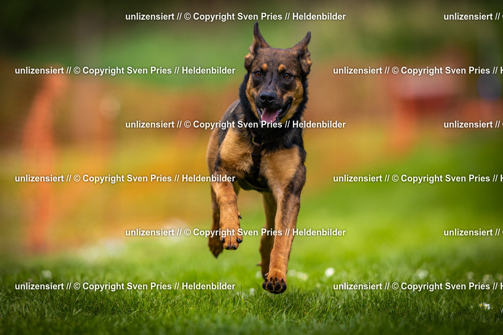 Sven Pries | 2025-04-13 - Hunderennen Baden-Baden - Realisiert mit Pictrs.com