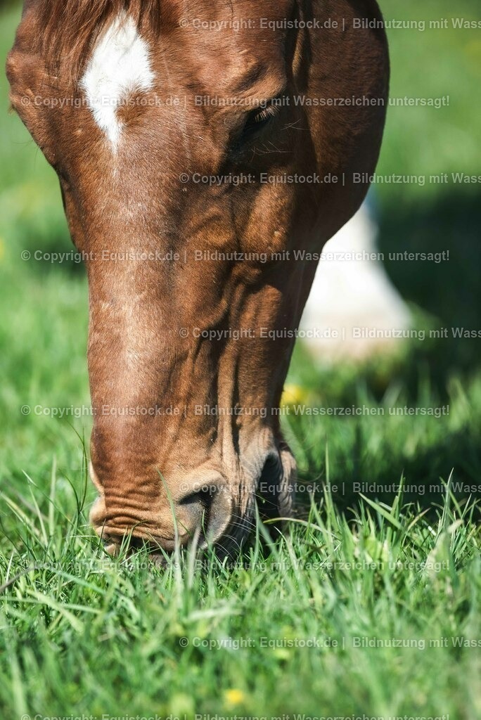 20210426_Pferd-auf-Koppel_0122 | equistock