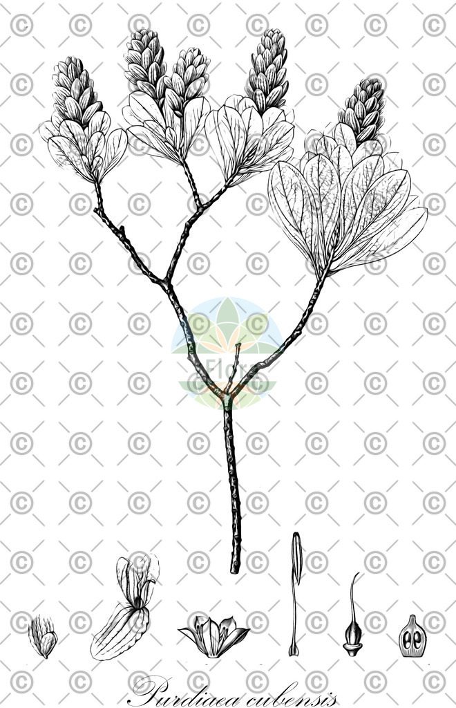 HistAbb_wfo-0001014259_1_ENZY_Simple | Historische Abbildung von Purdiaea cubensis - Clethraceae | Historical Illustration of Purdiaea cubensis - Clethraceae