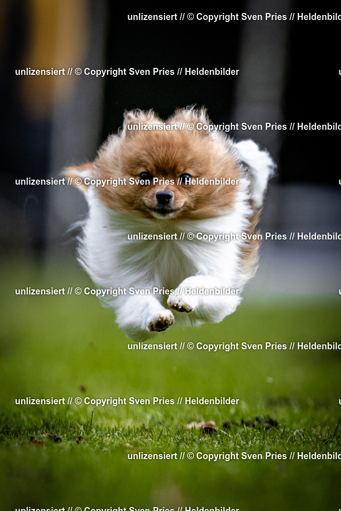 Sven Pries | 2025-10-03 - Hunderennen Obergrombach - Realisiert mit Pictrs.com