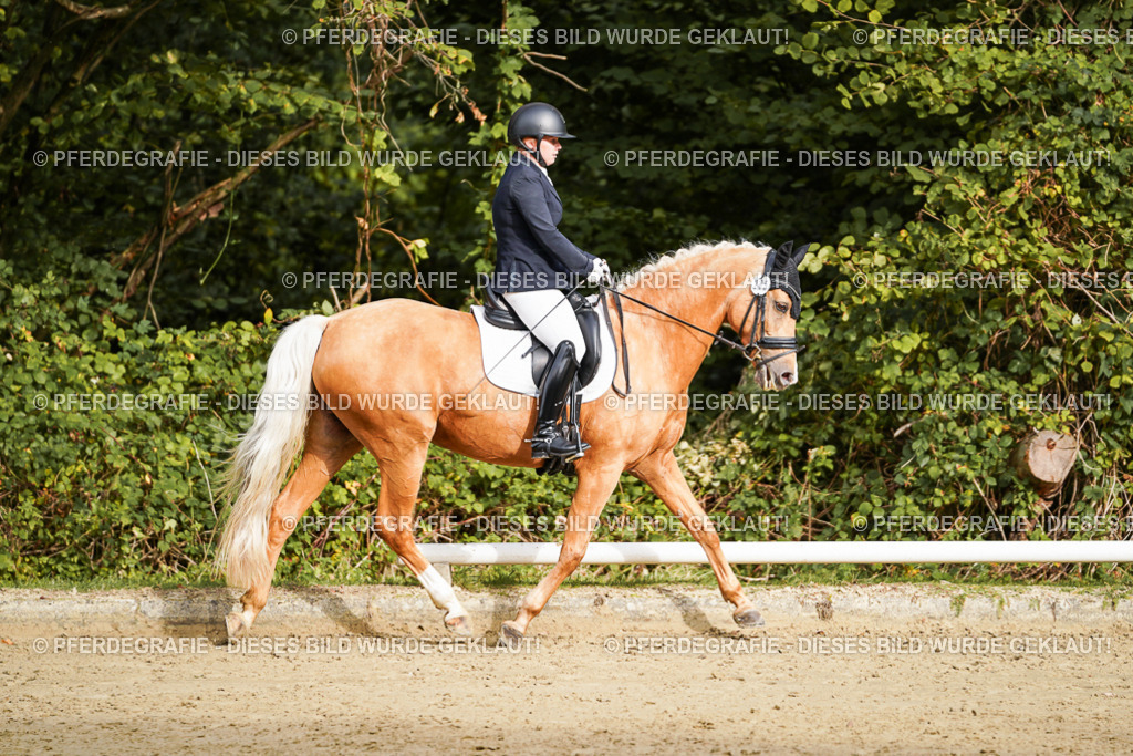 DSC09366 | Pferdegrafie