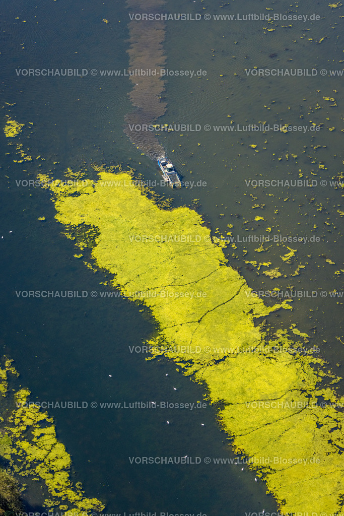 Witten220808460 | Luftbild, Kemnader See mit Elodea Blaualgen Wasserpest, mit  Mähboot, Westherbede, Witten, Ruhrgebiet, Nordrhein-Westfalen, Deutschland