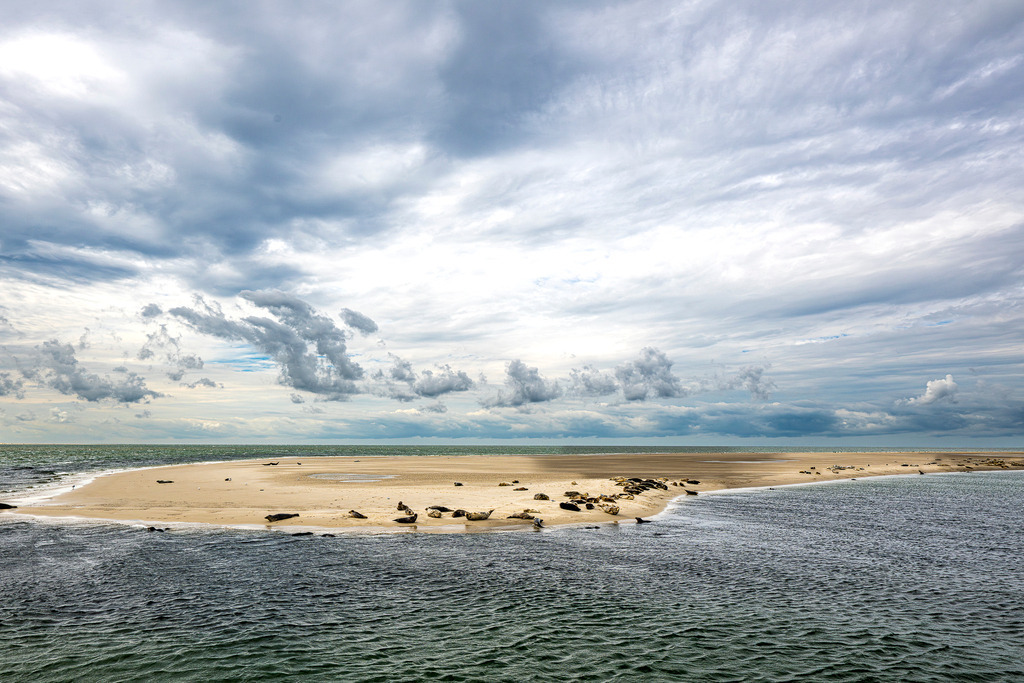 Seehunde und Kegelrobben auf einer Sandbank vor Texel im Wattenmeer | Auf einer isolierten Sandbank im Wattenmeer nahe der westfriesischen Insel Texel ruht eine Kolonie von Seehunden und Kegelrobben. Die Naturaufnahme zeigt die Meeressäuger in ihrem natürlichen Lebensraum vor weitläufiger Meereskulisse unter einem ausdrucksstarken, wolkigen Himmel. Das Motiv eignet sich ideal für redaktionelle Berichte über Artenschutz, Tierwelt an der Nordsee, Nationalpark Wattenmeer und Ausflugstourismus - Realisiert mit Pictrs.com