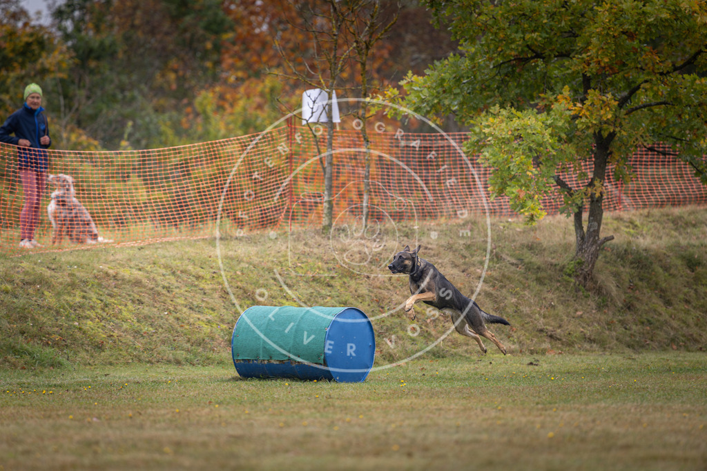 Pfotenfotografie_DV3A1324 | Hundefotografie, Tierfotograf, Pfotenfotografie, Fotoshooting Hund, Hunde Portrait, Hundesport, Hundeportraits, Heideshooting, Hunde, Sportfotograf, Hundefotograf, Turnierhundsport, THS,  - Realisiert mit Pictrs.com