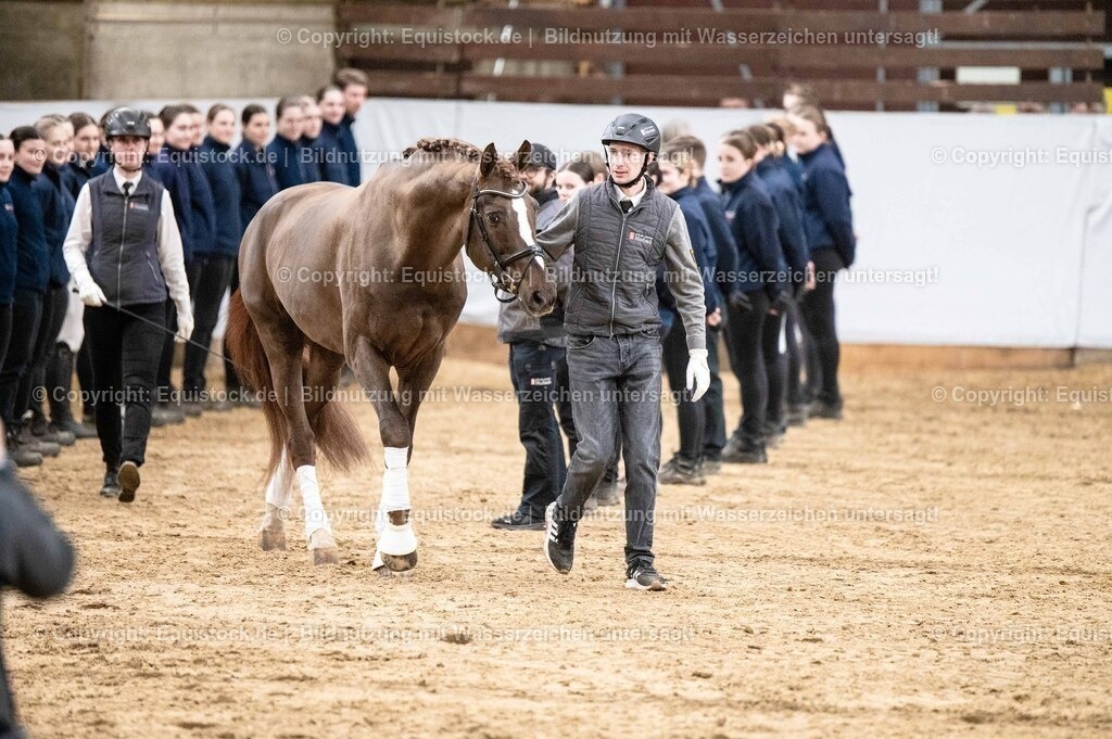 20260307_Hengstvorstellung-Marbach_0527 | equistock