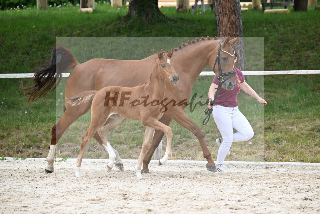 Kat-Nr. 18 SF Feliciano x Va Bene_Schuster_24260856 | hf-fotografie - Realisiert mit Pictrs.com