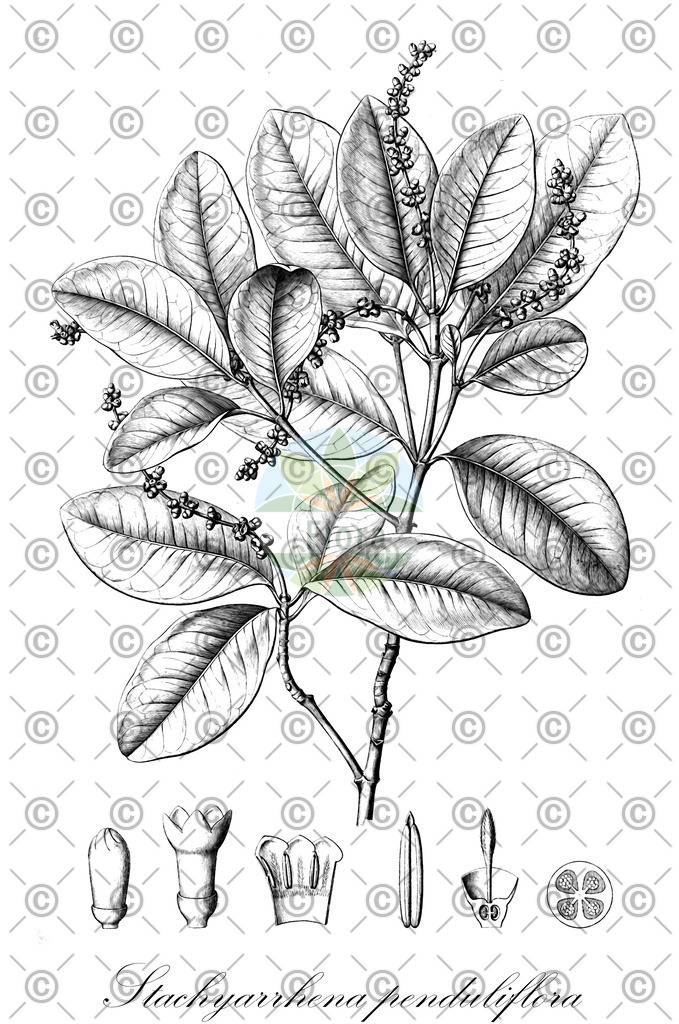 HistAbb_wfo-0000170852_1_ENZY_Simple | Historische Abbildung von Stachyarrhena penduliflora - Rubiaceae | Historical Illustration of Stachyarrhena penduliflora - Rubiaceae