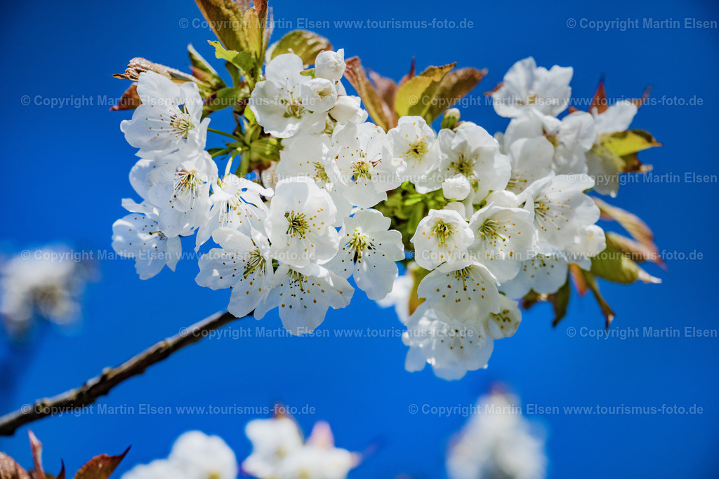 Kirsch Blüte_ELS_9666250422 | Fotos aus den Touristenorten aus Norddeutschland. - Realisiert mit Pictrs.com