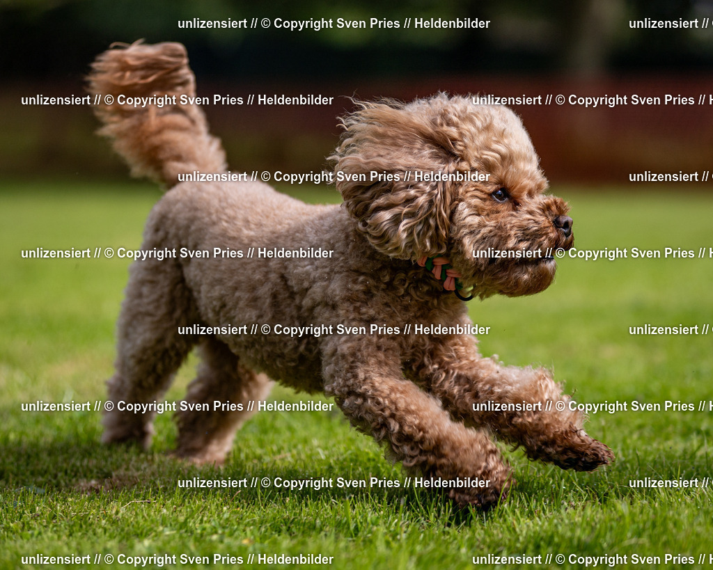 Sven Pries | 2024-09-22 - Hunderennen Baden-BadenPudelverein - Realisiert mit Pictrs.com