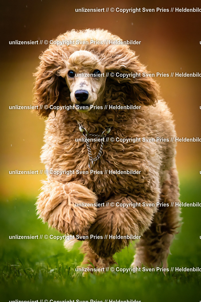 Sven Pries | 2025-09-21 - Hunderennen Baden-Oos - Realisiert mit Pictrs.com