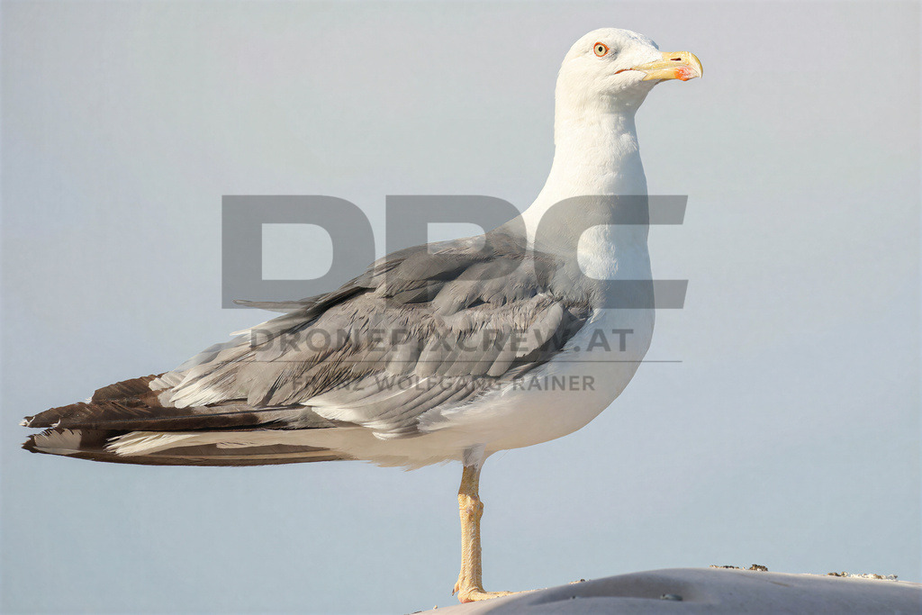Yellow-legged Gull (Larus michahellis) | Yellow-legged Gull (Larus michahellis), a large gull species commonly found along Mediterranean coasts, rocky shorelines, harbours and coastal areas. - Realisiert mit Pictrs.com