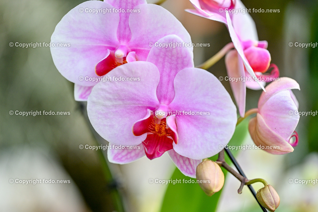 Botanischer Garten Linz_ Orchideen_ 14.04.2024-1 | 14.02.2024, Botanischer Garten Linz, AUT, Orchideen, im Bild Orchidee, Blume, Bluete, Pflanze, Tropenhaus, tropisch, Farbe, exotisch, bunt, Flora, Natur