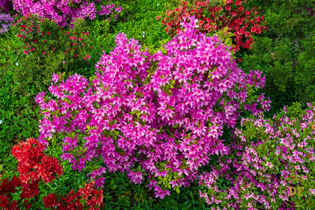 20250511-_1DS0465 | Geschenke, Wandbilder und Accessoires mit Motiven aus Dresden und anderen schönen Orten zur Verschönerung Deines zu Hauses und zum verschenken gewünscht? Wähle Deine Lieblingsbild auf dem Produkt Deiner Wahl. 