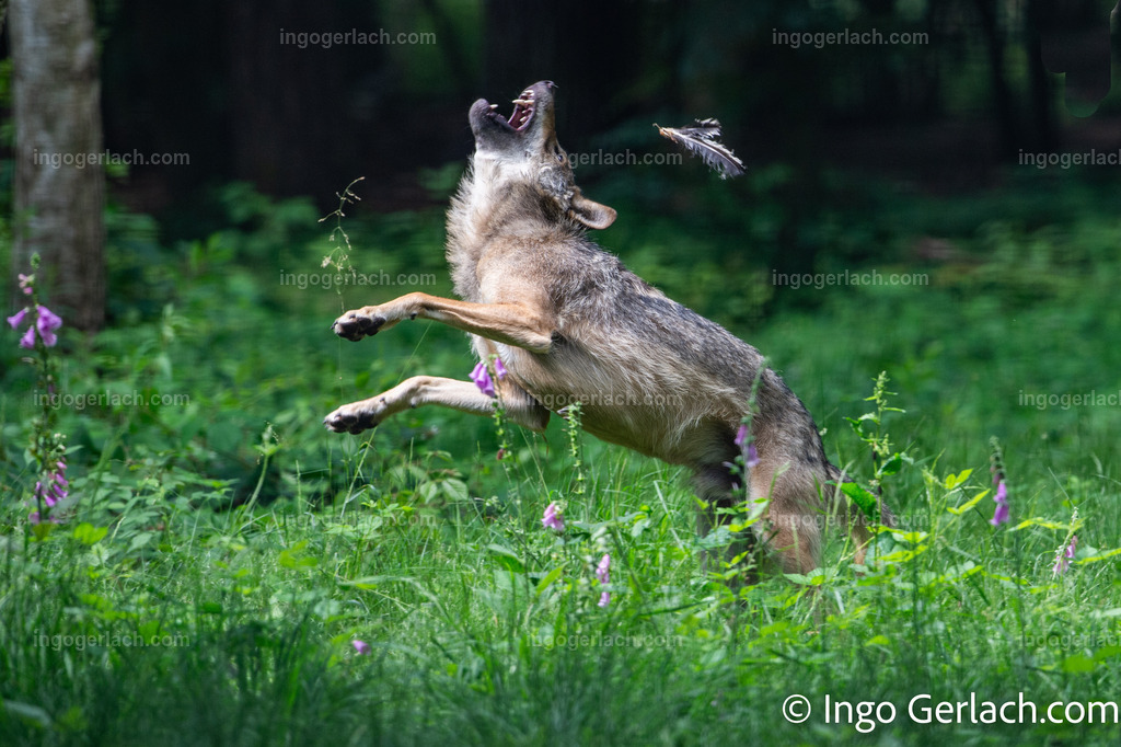 Die Feder die mit dem Wolf tanzt | Ein Wolf spielt mit einer Feder.