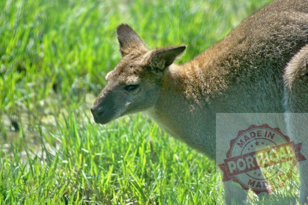 Wallaby standing in tall green grass in Australia | Wallaby standing in a grassy field looking left, showing its natural habitat - Realized with Pictrs.com