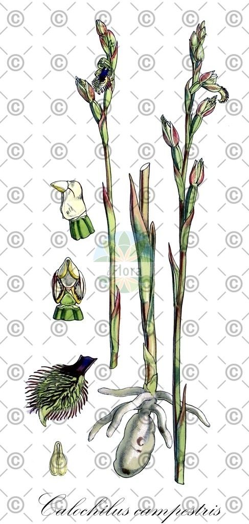HistAbb_wfo-0001115550_1_ENZY_Simple | Historische Abbildung von Calochilus campestris - Orchidaceae | Historical Illustration of Calochilus campestris - Orchidaceae