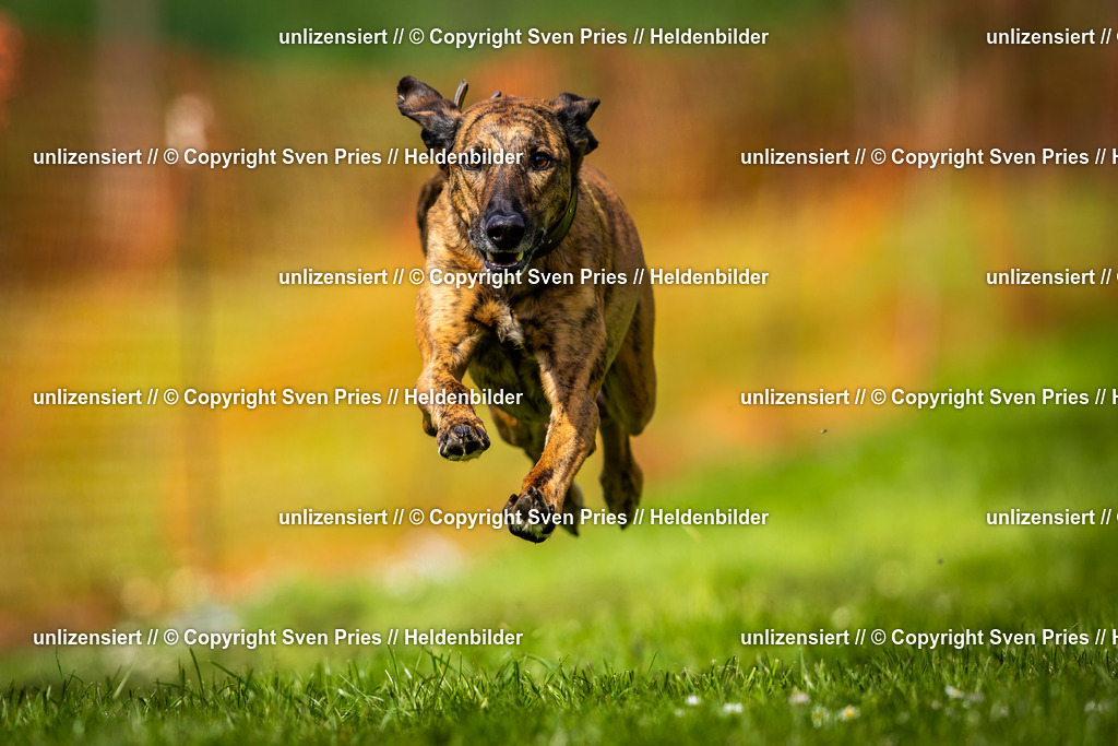 Sven Pries | 2025-04-13 - Hunderennen Baden-Baden - Realisiert mit Pictrs.com