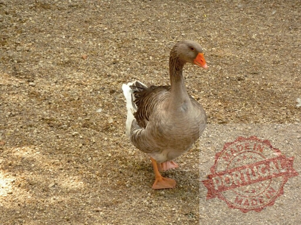 Goose standing on a textured ground, looking forward | Goose walking on gravel ground outdoor during daytime - Realisiert mit Pictrs.com