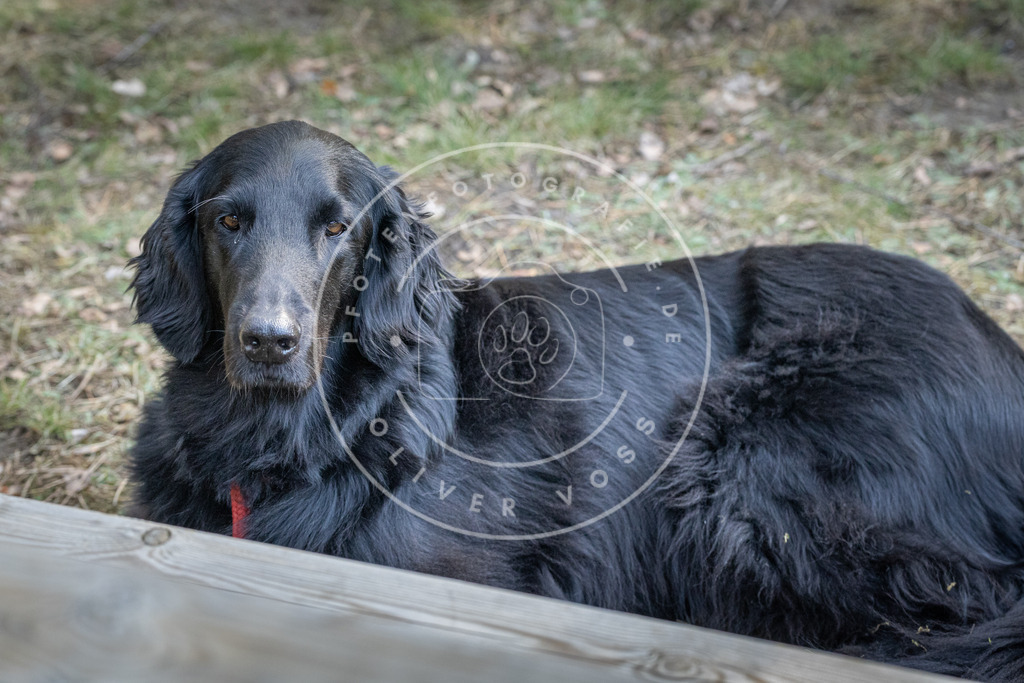 Pfotenfotografie_DV3A0532 | Hundefotografie, Tierfotograf, Pfotenfotografie, Fotoshooting Hund, Hunde Portrait, Hundesport, Hundeportraits, Heideshooting, Hunde, Sportfotograf, Hundefotograf, Turnierhundsport, THS,  - Realisiert mit Pictrs.com
