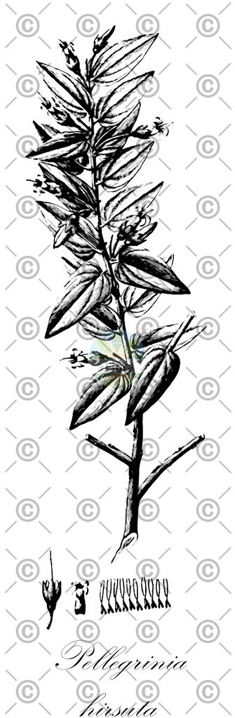 HistAbb_wfo-0001196610_2_ENZY_Simple | Historische Abbildung von Pellegrinia hirsuta - Ericaceae | Historical Illustration of Pellegrinia hirsuta - Ericaceae