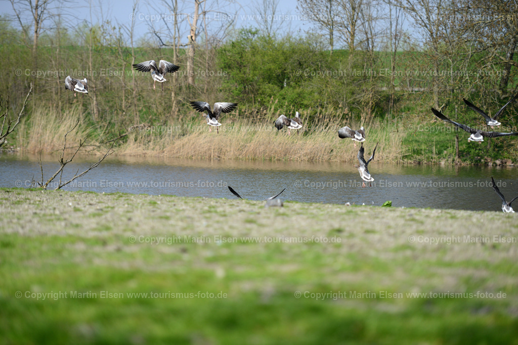 Vogelkieker Gänse_ELS_9682 | Freiburg an der Elbe - Aufnahmedatum: 24.04.2015, Aufnahmehöhe:  m, Koordinaten:  - , Bildgröße: 7360 x  4912 Pixel - Copyright 2015 by Martin Elsen, Kontakt: Tel.: +49 157 74581206, E-Mail: info@schoenes-foto.deSchlagwörter:Vogelkieker,Bus,Kinder,Vogel,Vögel,Gänse,Nonnengänse,Wildgänse,Zugvögel,Außendeich,KVG,Natur,Wildganstage, Foto - Realisiert mit Pictrs.com