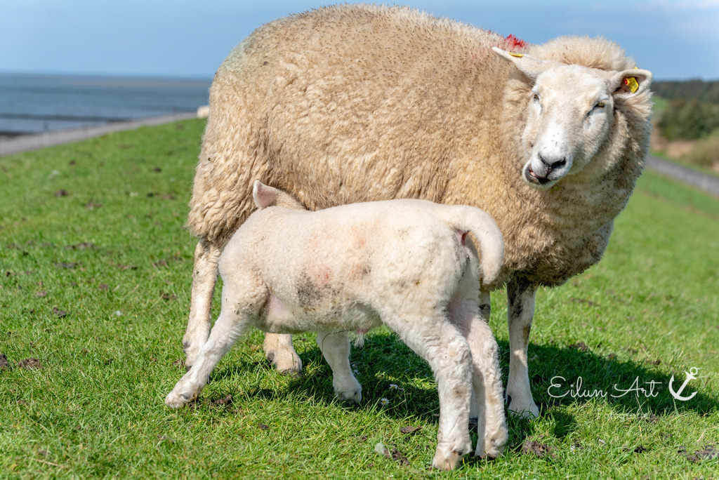 20250424-EAF_8151 | Eilun-Art-Fotografie Levke Martens, ihre Fotografin für Immobilien- und Landschaftsfotografie auf Föhr, Föhrer Motive als Poster, Leinwand, hinter Acrylglas oder stelle dir deinen eigenen Monatskalender zusammen, mit nur einem Klick