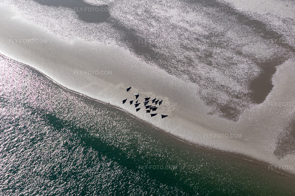 Aerial view: South American sea lions and harbor seals at the tidal channel to the sandbank Peter Meyers in Fanø in the state South Denmark, Denmark.Photo: IMG_118659.jpg taken on 09/21/2019 by Werner Riehm/FLY-FOTO.comResolution of the original: 5472 x 3648 px