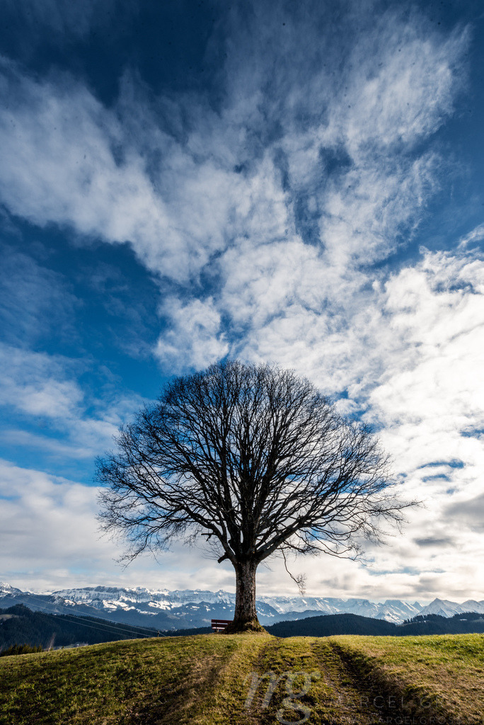 einzelner Baum auf Aebersold | Die ideale Geschenkidee für Naturliebhaber. Naturbilder von Marcel Gross Photography für ihr Zuhause in den verschiedensten Formaten und Materialien. - Realisiert mit Pictrs.com