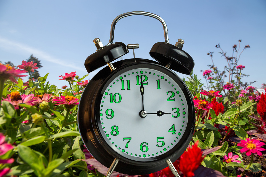 Zeitumstellung Sommerzeit: Wecker auf einer Blumenwiese | Zeitumstellung Sommerzeit: Wecker auf einer Blumenwiese - Realisiert mit Pictrs.com
