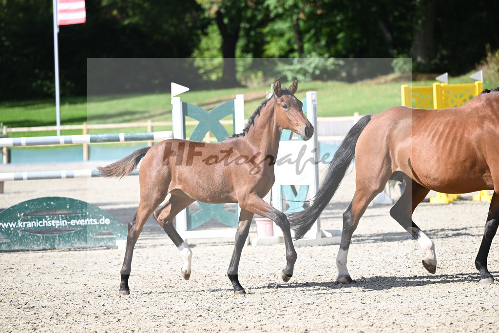 Fohlenauktion Next Chance_49220142 | hf-fotografie - Realisiert mit Pictrs.com