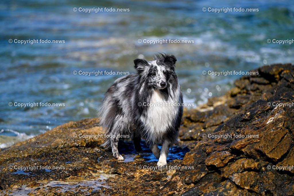Kroatien_ Brac_ Insel in Dalmatien_ Milna_ 18.07.2025-32 | 18.07.2025, Kroatien, HRV, Brac, Insel in Dalmatien, Milna im Bild Themenbild, Hund, Hunde, Strand, Felsen, Urlaub, Urlaub mit Hund am Meer, Meer, Adria, Tourismus, Salzwasser, Feature, Symbolbild