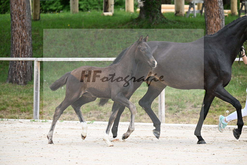 Kat-Nr. 1 HF Secret x San Muscadet_Holmer-Rattenhuber_24260020 | hf-fotografie - Realisiert mit Pictrs.com