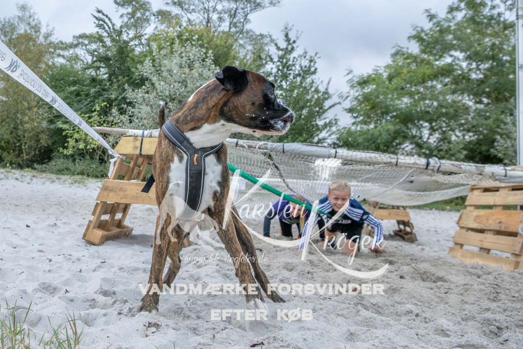 1126_ZZ96790 | kk-dogfotos