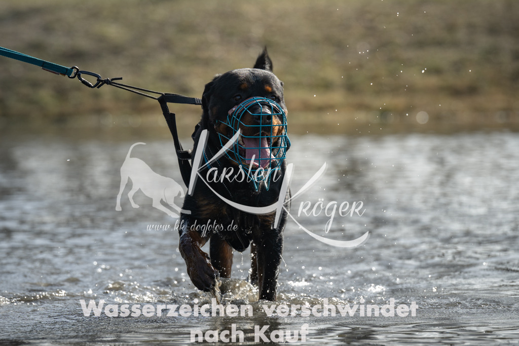 1140_ZZ95637-3 | kk-dogfotos
