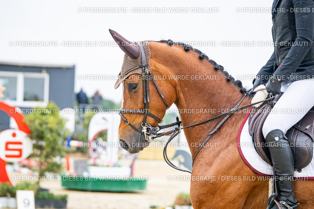 DSC02628 | Pferdegrafie