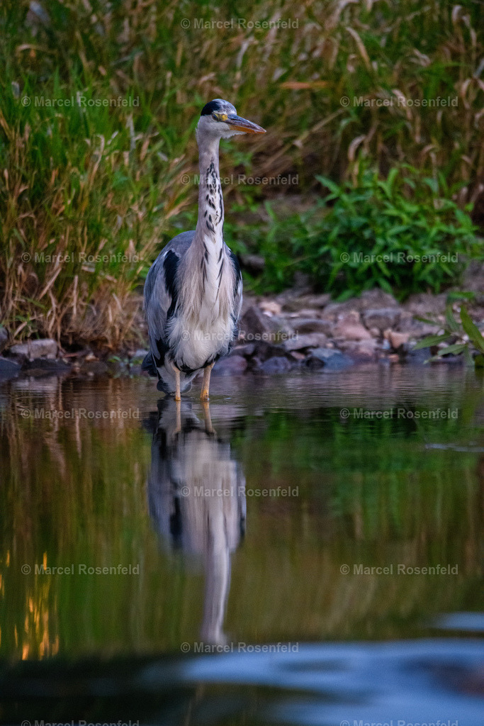 _DSC9312 | foto-rosenfeld