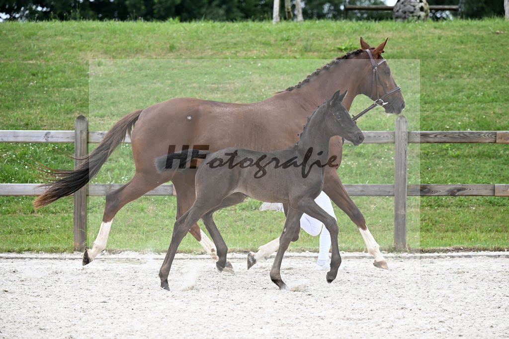 Kat-Nr. 25 Straight Horse Leonardo x Don Olymbrio L_SF_Knoedlseder_15250728 | hf-fotografie - Realizzato con Pictrs.com