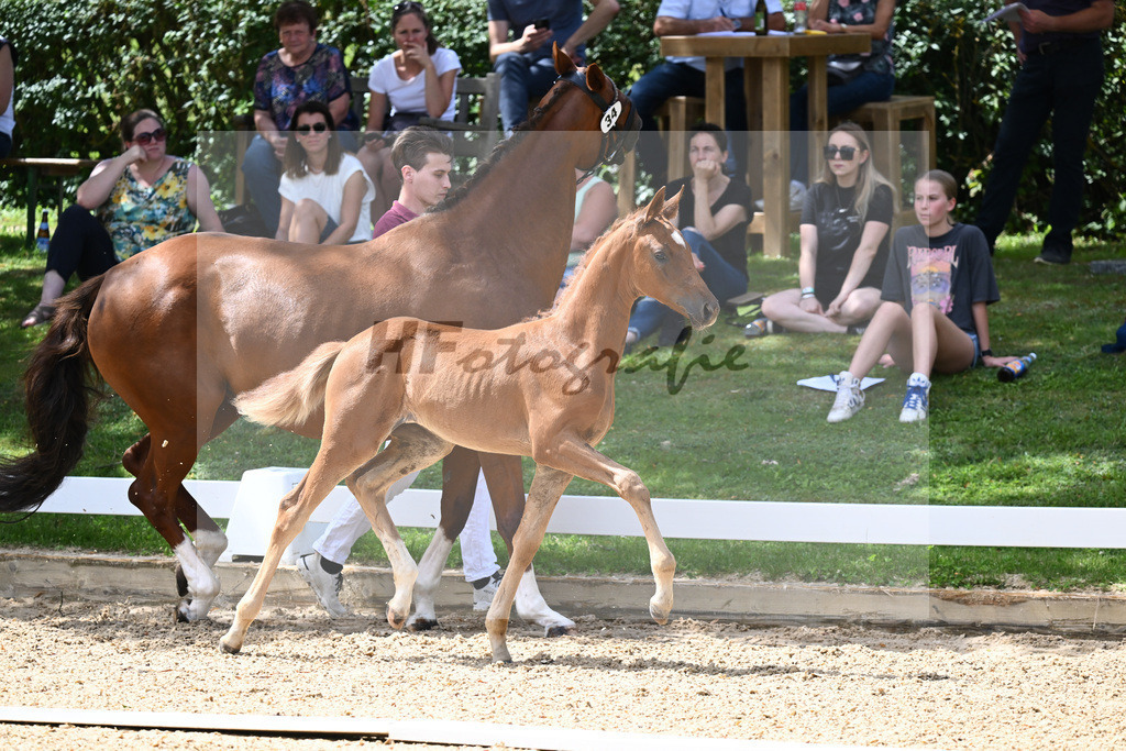 Kat-Nr. 34 SF Floricello x Del Piero_Wackerl_27230549 | hf-fotografie - Realisiert mit Pictrs.com