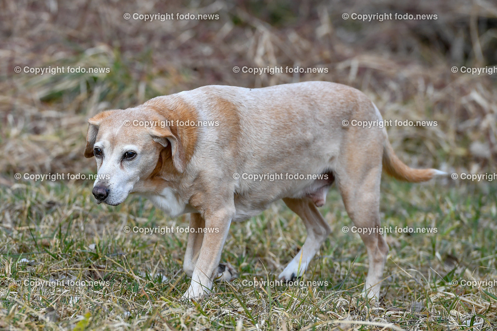 Hund_ Hunde_ Freilaufflaeche_ 20.02.2022-42 | 20.02.2022, Linz, AUT, Hund, Hunde, Themenbild, im Bild Hund, Hunde, spazieren, Freilaufzone, Spazierweg, Arrigo und Luigi