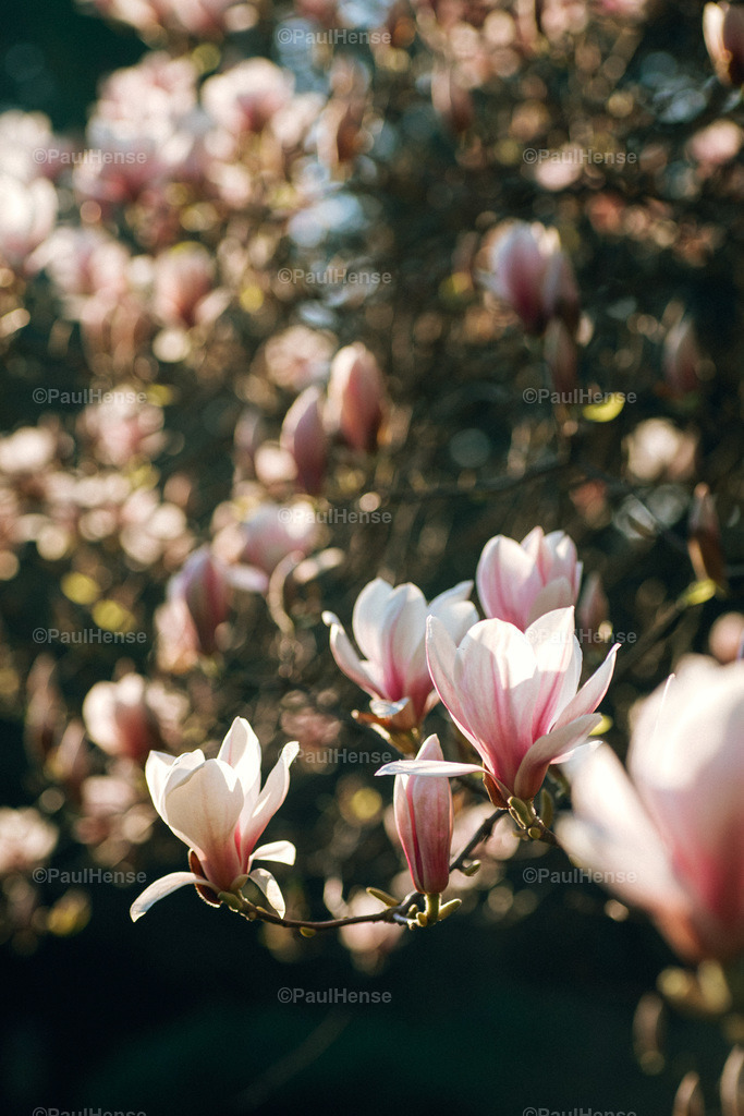 20220324_PaulHense_S0032_DSC03516 | paulhense - Realisiert mit Pictrs.com