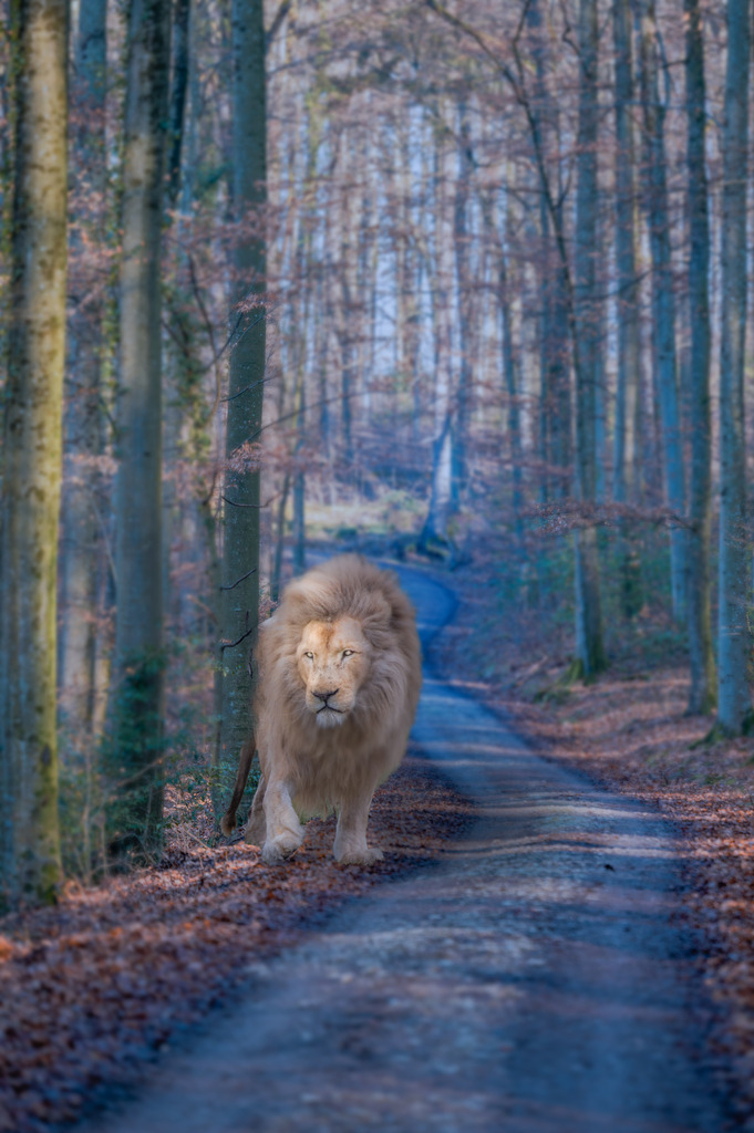 Schaurige Begegnung im Wald | Wenn es langsam dunkel wird im Wald, kann ein Spaziergang schnell zu einem Abenteuer werden, oder bist du schon mal einem Löwen begegnet? - Realisiert mit Pictrs.com