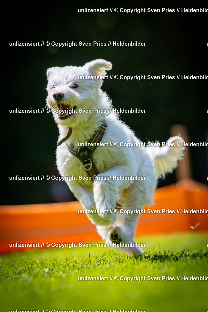 Sven Pries | 2025-08-10 - Hunderennen Durlach - Realisiert mit Pictrs.com