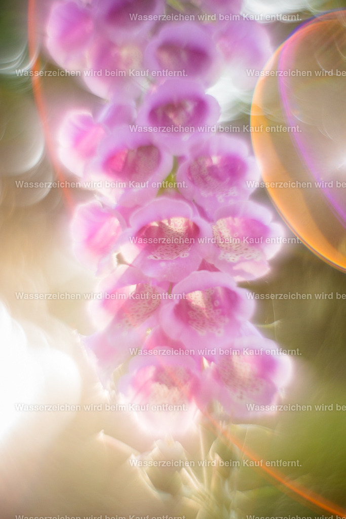 Das Festival der Liebe | Die Botschaft zum Bild lautet: Die bedingungslose Liebe, die dein Herz durchströmt feiert ihr Festival. Eine Herzstärkung erfährst du auf körperlicher Ebene, auf geistiger, auf seelische Ebene. Fühlst du, wie dein Herz heilt? Wie du loslassen kannst deine Gedanken? Erfülle die Freude, die Macht, die auch dahinter steht, für dein Schöpfertum auf Erden. Mögest du gesegnet sein.