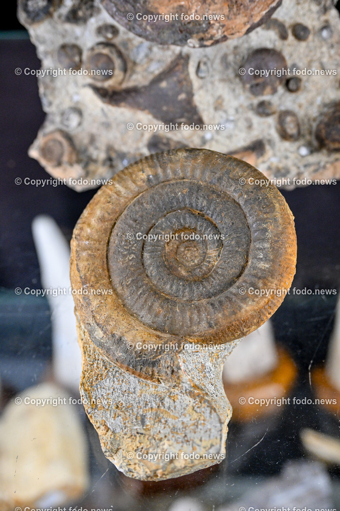 Linz_ Einstein Mineralien_ 09.01.2024-10 | 09.01.2024, Linz, AUT, EKZ Muldenstrasse im Bild Ammonit (Fossilien)