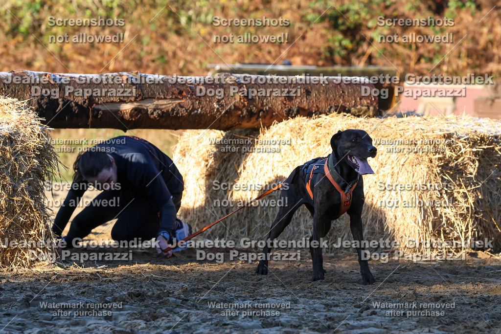 Dog Paparazzi - Strongdog 10-25-803 | Dog Paparazzi Jeanette Grottendiek Fotografie & Videografie - Realisiert mit Pictrs.com