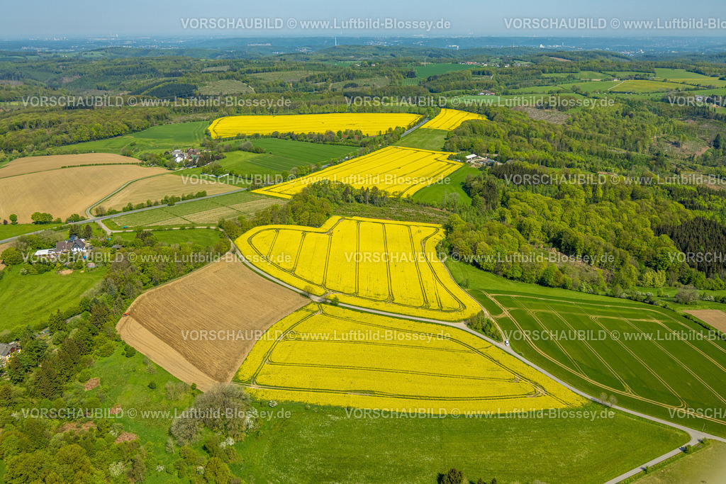 Breckerfeld240504809 | Luftbild, gelbe Rapsfelder und waldige Hügellandschaft, Auf dem Brockland und Sonnenschein, Erdbeerhof Schulze Neuhoff, Formen und Farben, Fernsicht, Königsheide, Breckerfeld, Ruhrgebiet, Nordrhein-Westfalen, Deutschland
