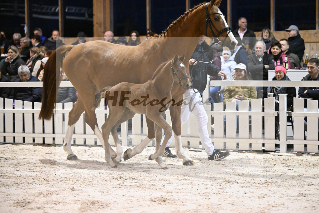 DSP Cashmoaker_Fohlen_14261217 | hf-fotografie - Realisiert mit Pictrs.com