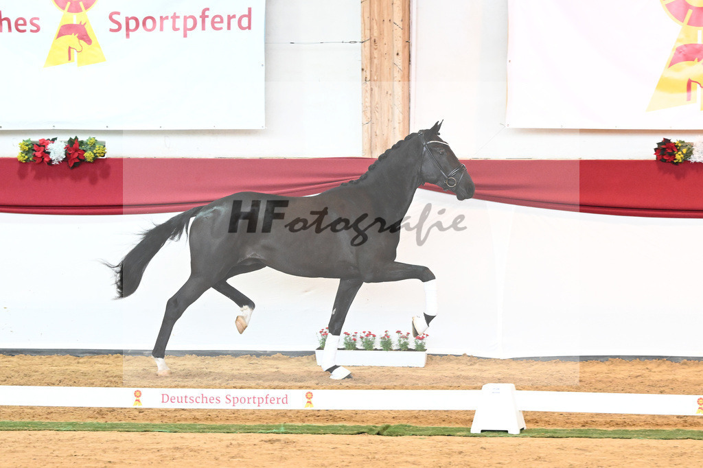 Kat-Nr. 45 Raven x Everdale_Rakelbusch_43230763 | hf-fotografie - Realisiert mit Pictrs.com