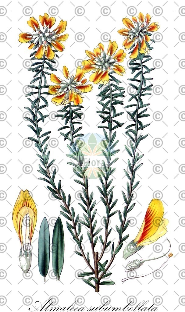 HistAbb_wfo-0000193128_1_ENZY_Simple | Historische Abbildung von Almaleea subumbellata - Fabaceae | Historical Illustration of Almaleea subumbellata - Fabaceae