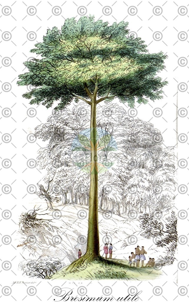 HistAbb_wfo-0000572451_2_ENZY_Simple | Historische Abbildung von Brosimum utile - Moraceae | Historical Illustration of Brosimum utile - Moraceae